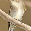 Western Wood-Pewee